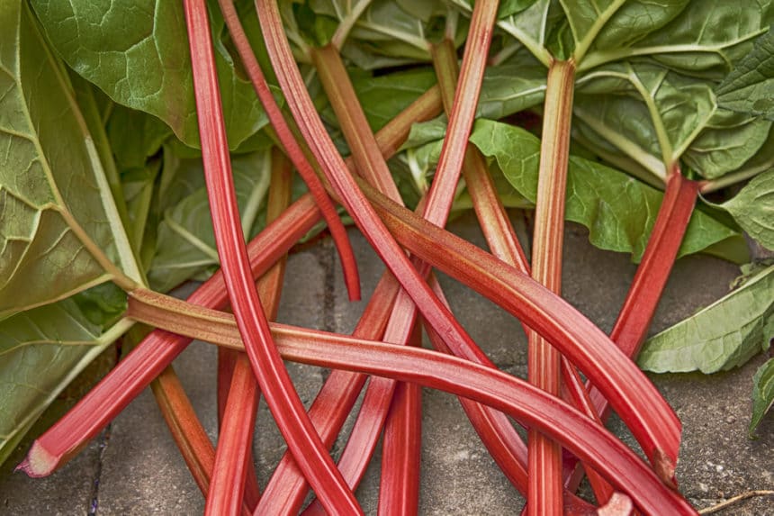 Transplanting Rhubarb » Timing is Everything