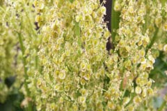 title-act-fast-when-rhubarb-goes-to-seed