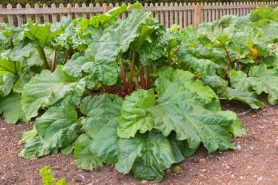 title-best-places-plant-rhubarb