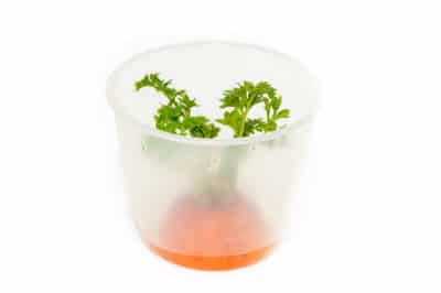 title-can-grow-carrot-plants-carrot-tops
