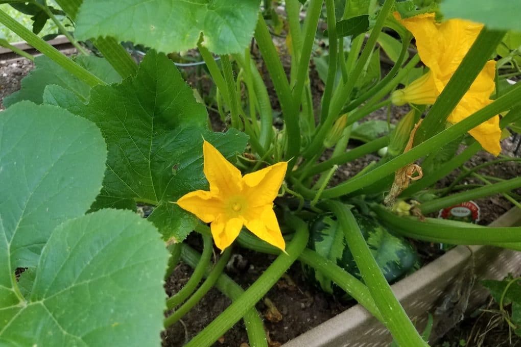 Growing Squash Vertically » Up, Up and Away They Grow