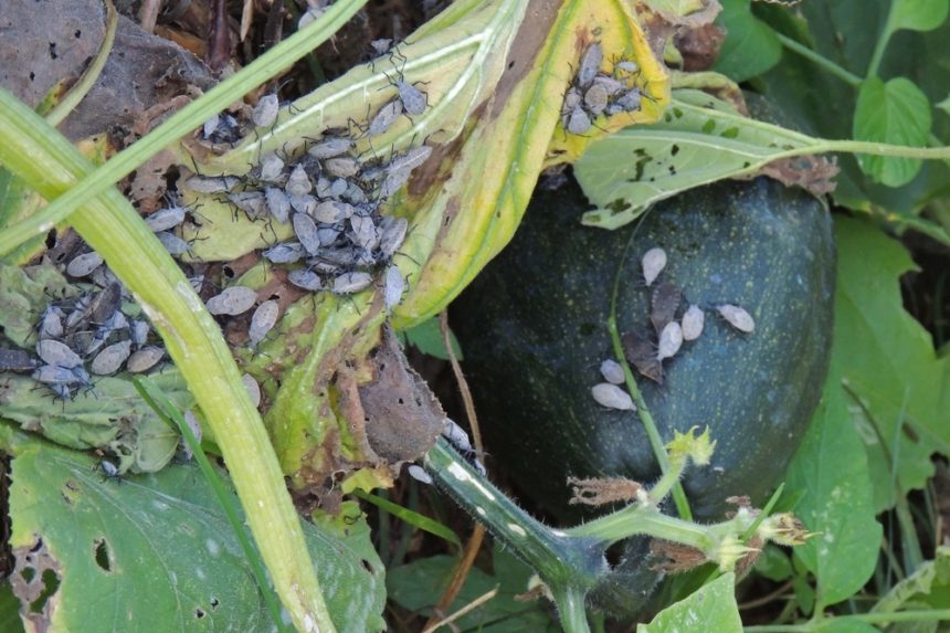 Companion Planting Squash » Know Their Friends