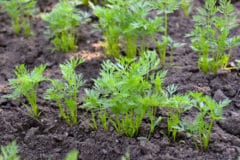 title-everything-need-know-carrot-seedlings