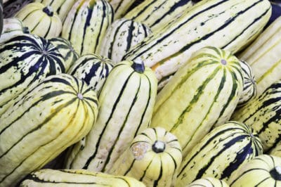 title-fall-harvest-delicata-squash