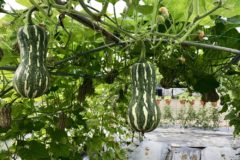 title-grow-squash-vertically-trellises