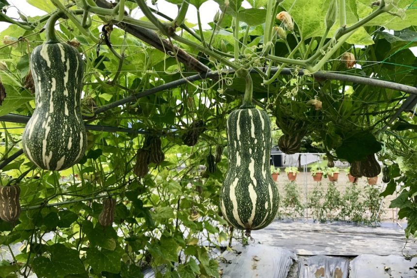 Growing Spaghetti Squash Like a Born Farmer