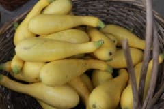 title-growing-crookneck-squash-time-favorite