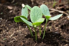 title-growing-squash-seedlings-transplant-well