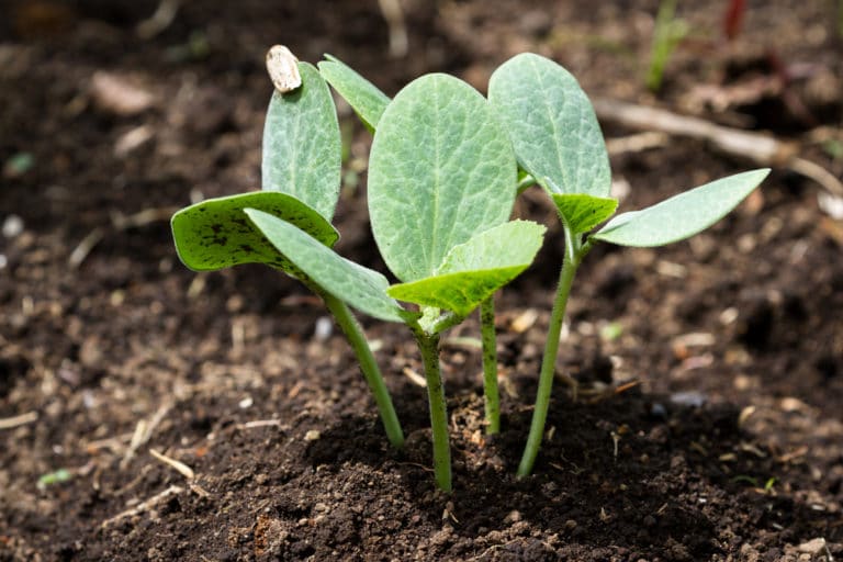 Cabbage Seedlings » Bringing Up Baby Right