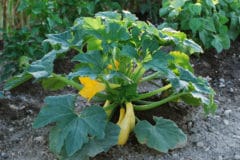 title-growing-yellow-squash-great-beginning