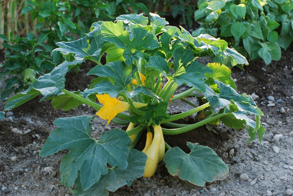Image of Row of yellow squash plants