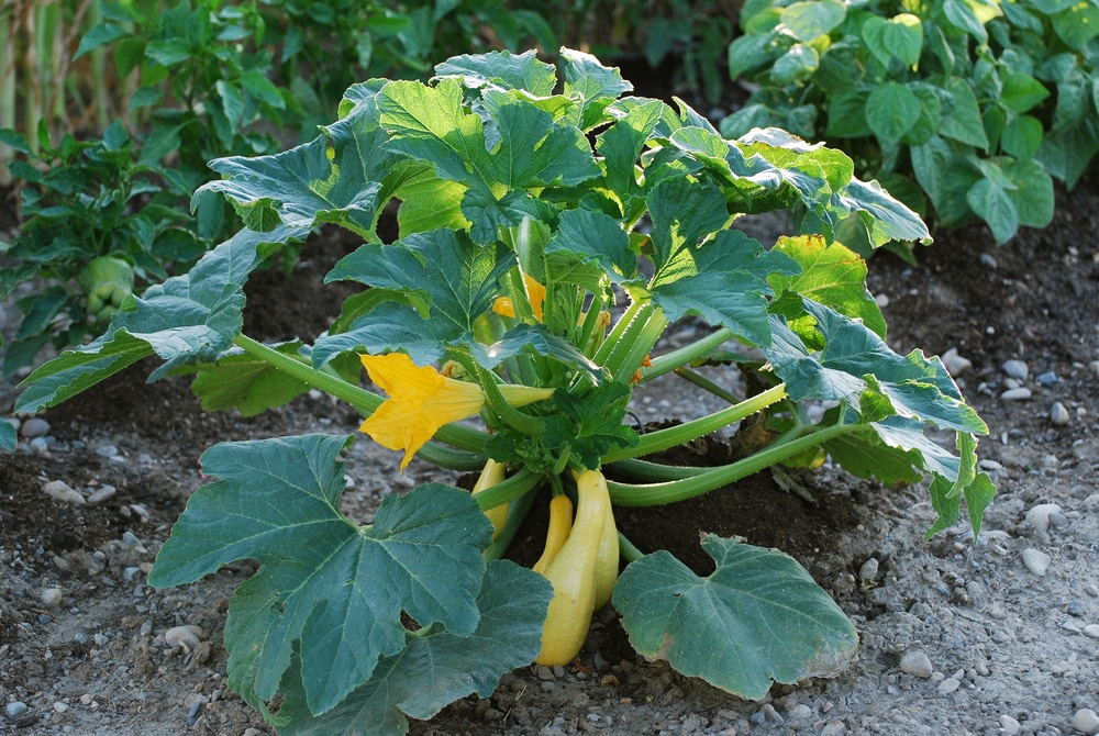 How To Grow Yellow Squash Like A Pro - eeeng-lish