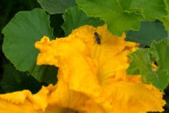 title-hand-pollinate-squash-flowers