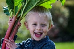 title-harvesting-rhubarb-easy-know