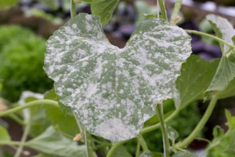 Powdery Mildew on Your Squash Plants & Getting a Grip