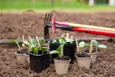title-thriving-squash-plants-seed