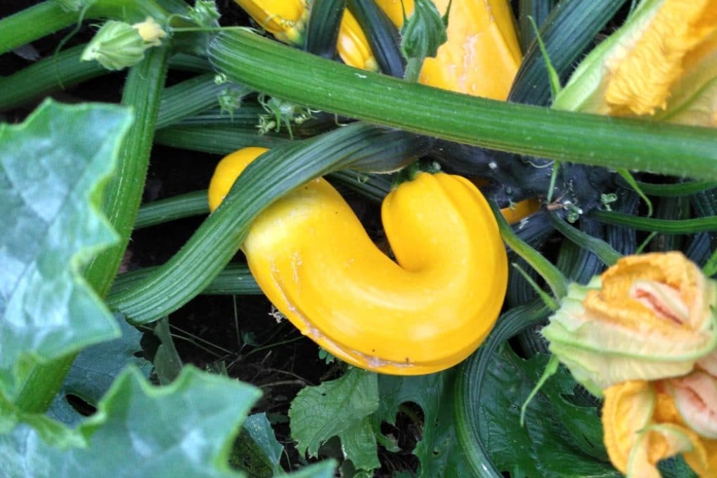 Storing Yellow Squash » Top Tips in Keeping it Tasty