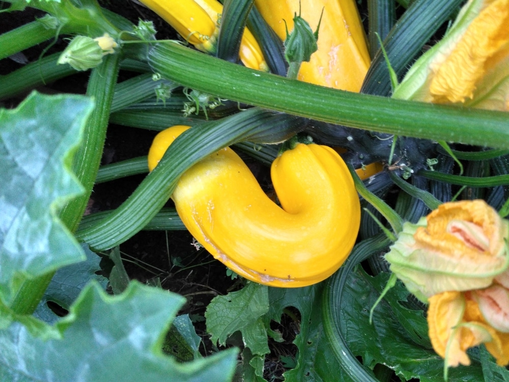 Image of Harvest of crookneck squash