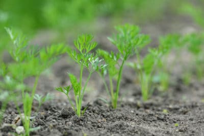 transplanting-carrots-isnt-often-necessary