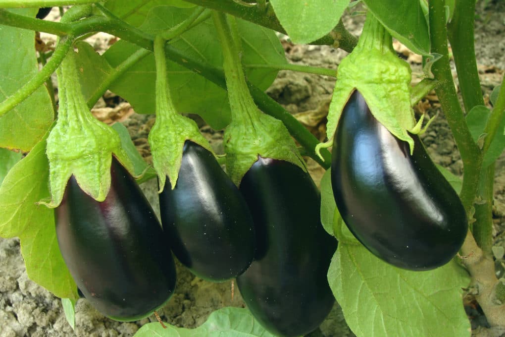 When Is the Best Time to Pick White Eggplant Garden.eco
