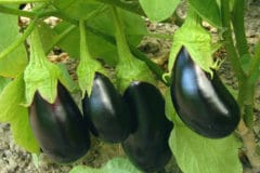 trimming-eggplant-fruit-production