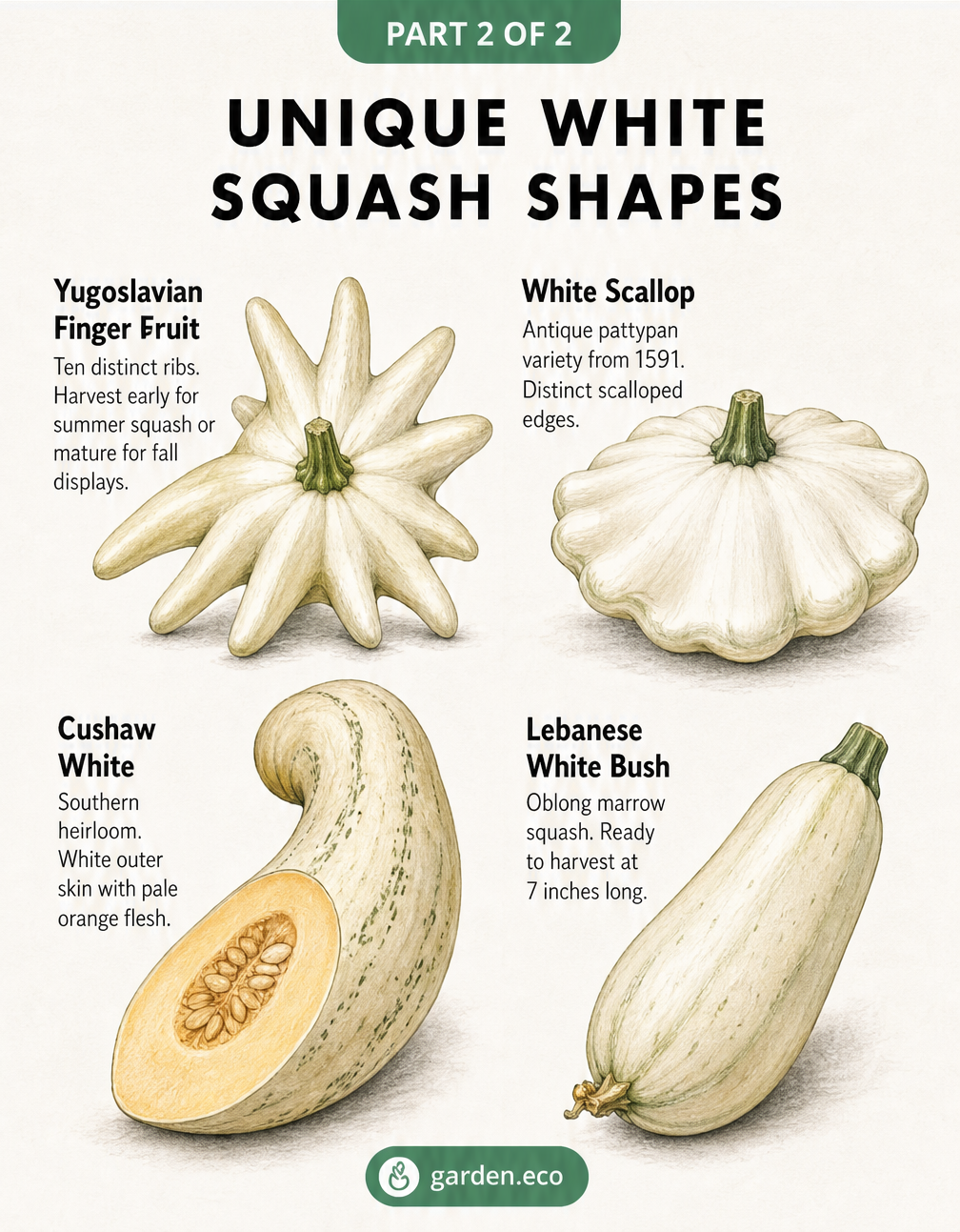 Detailed botanical illustrations showing the unique shapes of Yugoslavian Finger Fruit, White Scallop, Cushaw White, and Lebanese White Bush squash.