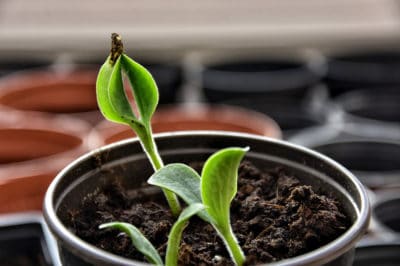 what-are-pumpkin-sprouts