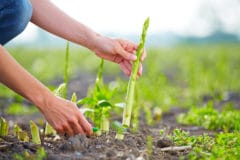 when-to-harvest-asparagus