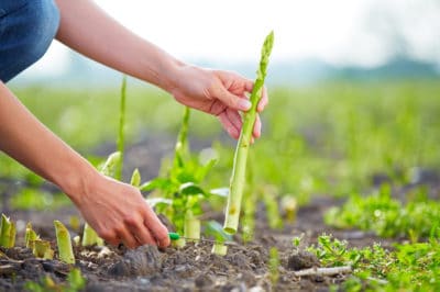 when-to-harvest-asparagus