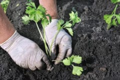 when-to-plant-celery