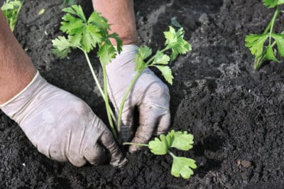 when-to-plant-celery