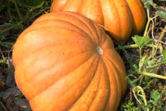 How Many Pumpkins Per Plant is Best? » Counting Pumpkins