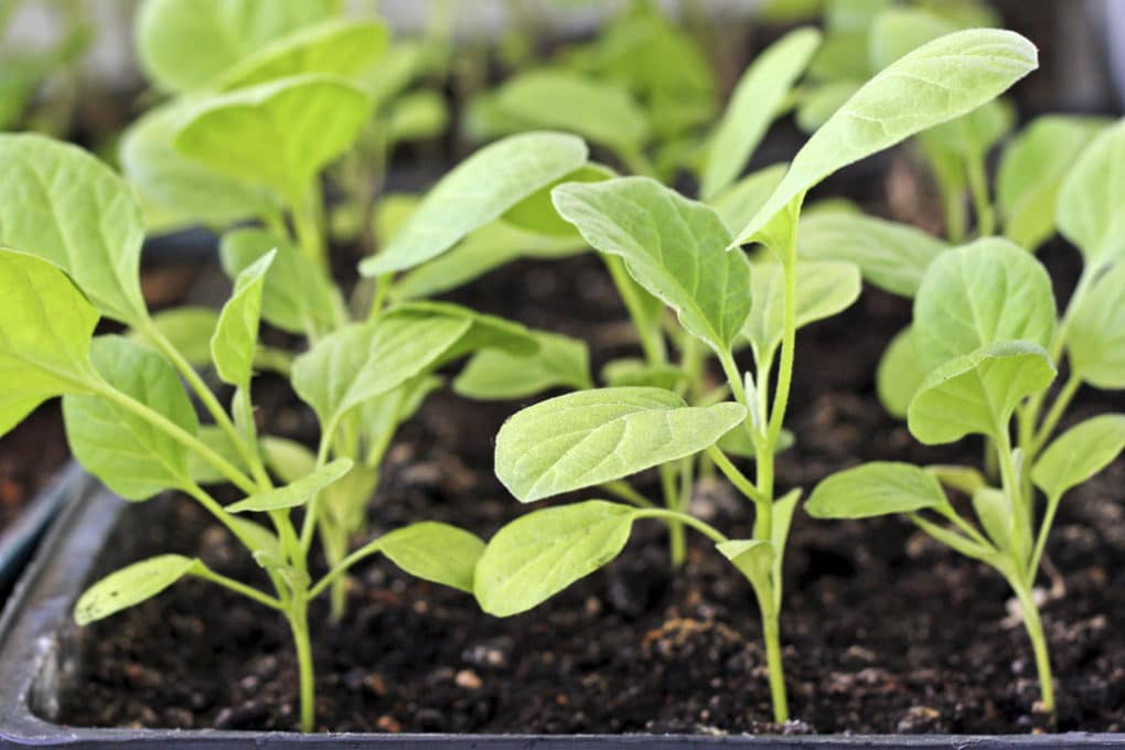 Watering Eggplants » Facts on How Much & How Often