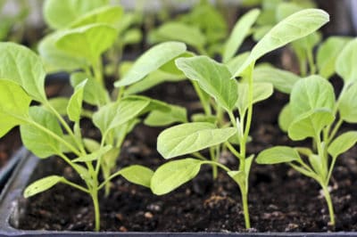 when-to-transplant-eggplant