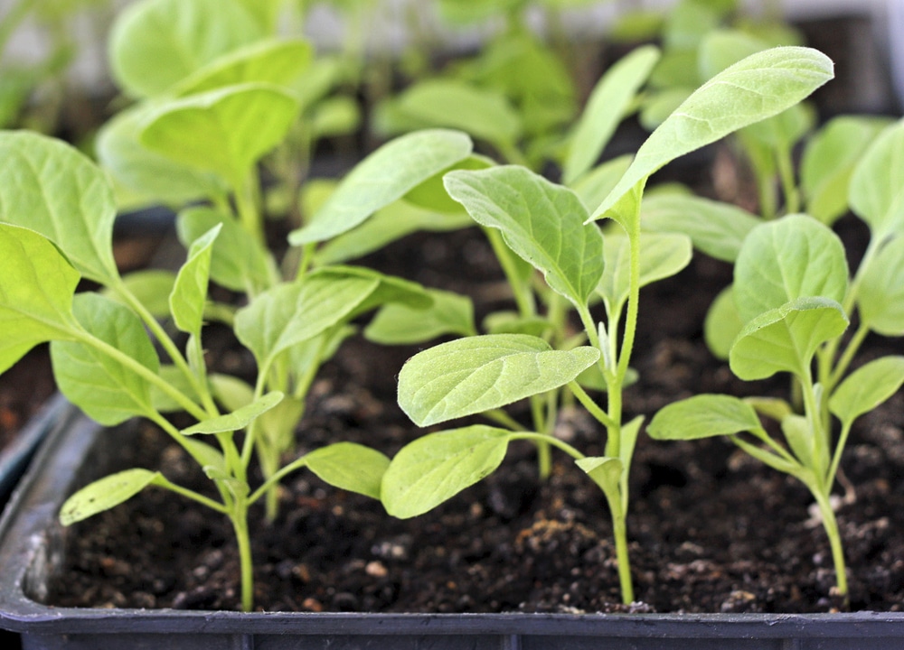 Transplanting Eggplant Seedlings into the Garden