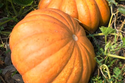 where-do-pumpkins-grow