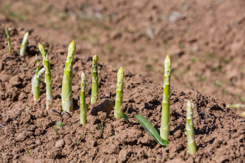 Asparagus crowns and how to grow to perfection