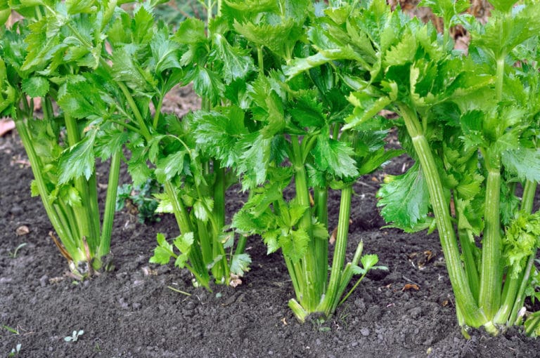 Growing Celery From Seed & Channeling Your Inner Farmer