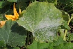 white-spots-zucchini-leaves