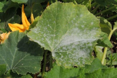 white-spots-zucchini-leaves