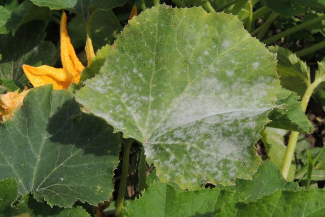 yellow leaves on zucchini plants