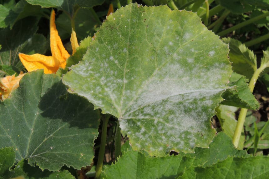 White Spots on Your Zucchini Leaves? What It Is & What to Do