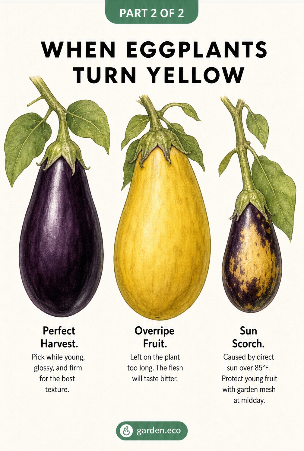 Comparison of three eggplants showing a perfect purple harvest, an overripe yellow fruit, and a young fruit with yellow sun scorch marks.