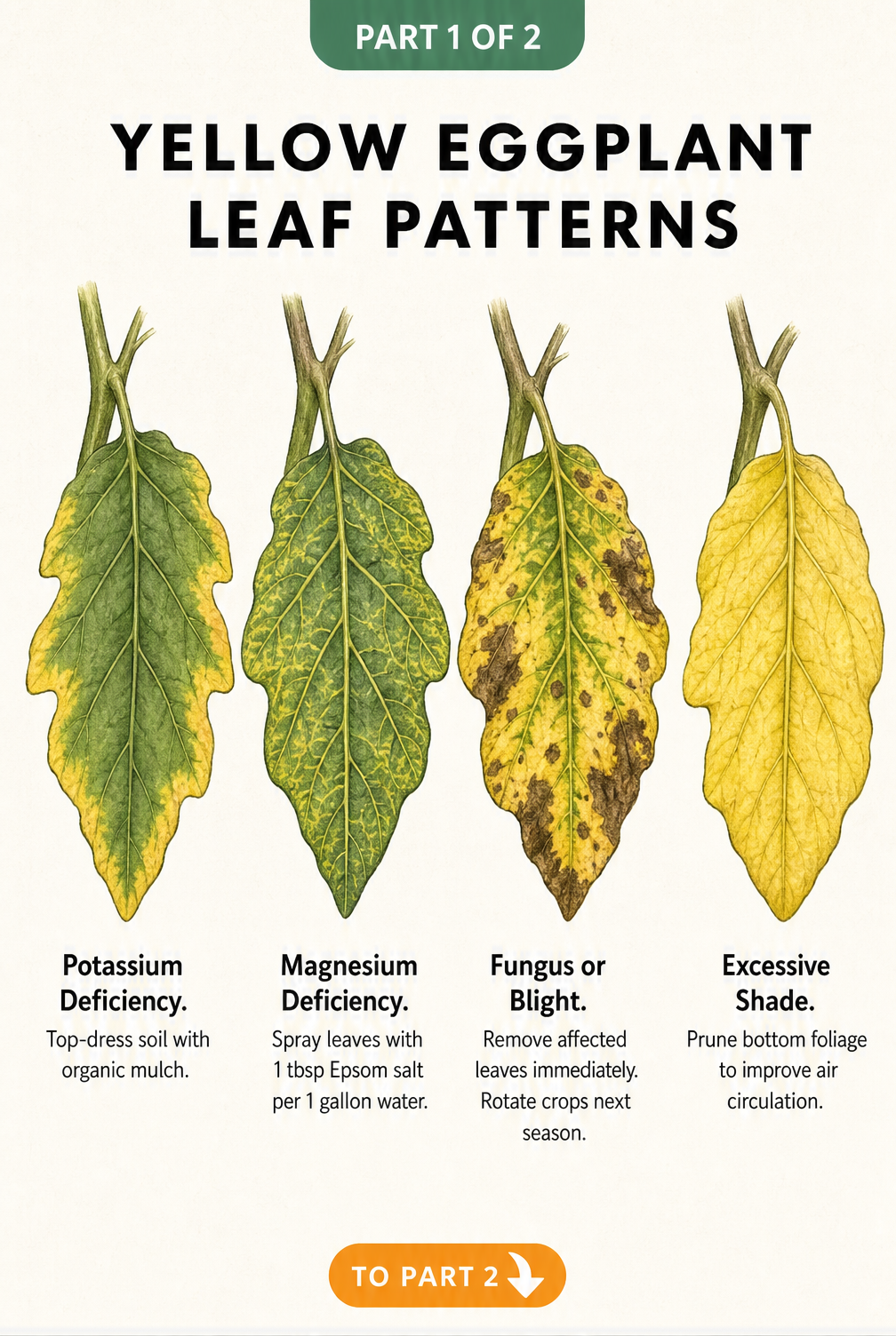Botanical illustration showing four eggplant leaves with different yellowing patterns indicating potassium deficiency, magnesium deficiency, fungus, and...