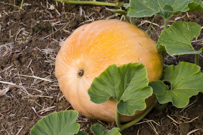 Yellow Pumpkins, Oh My! » Grow Something Different