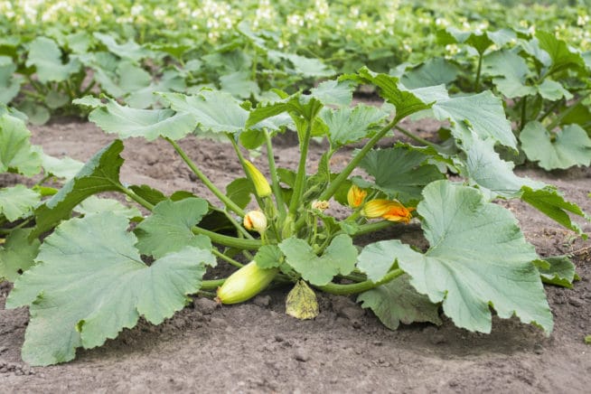 What Should Not Be Planted Near Zucchini