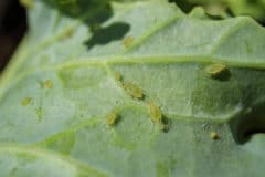 aphids-on-kale