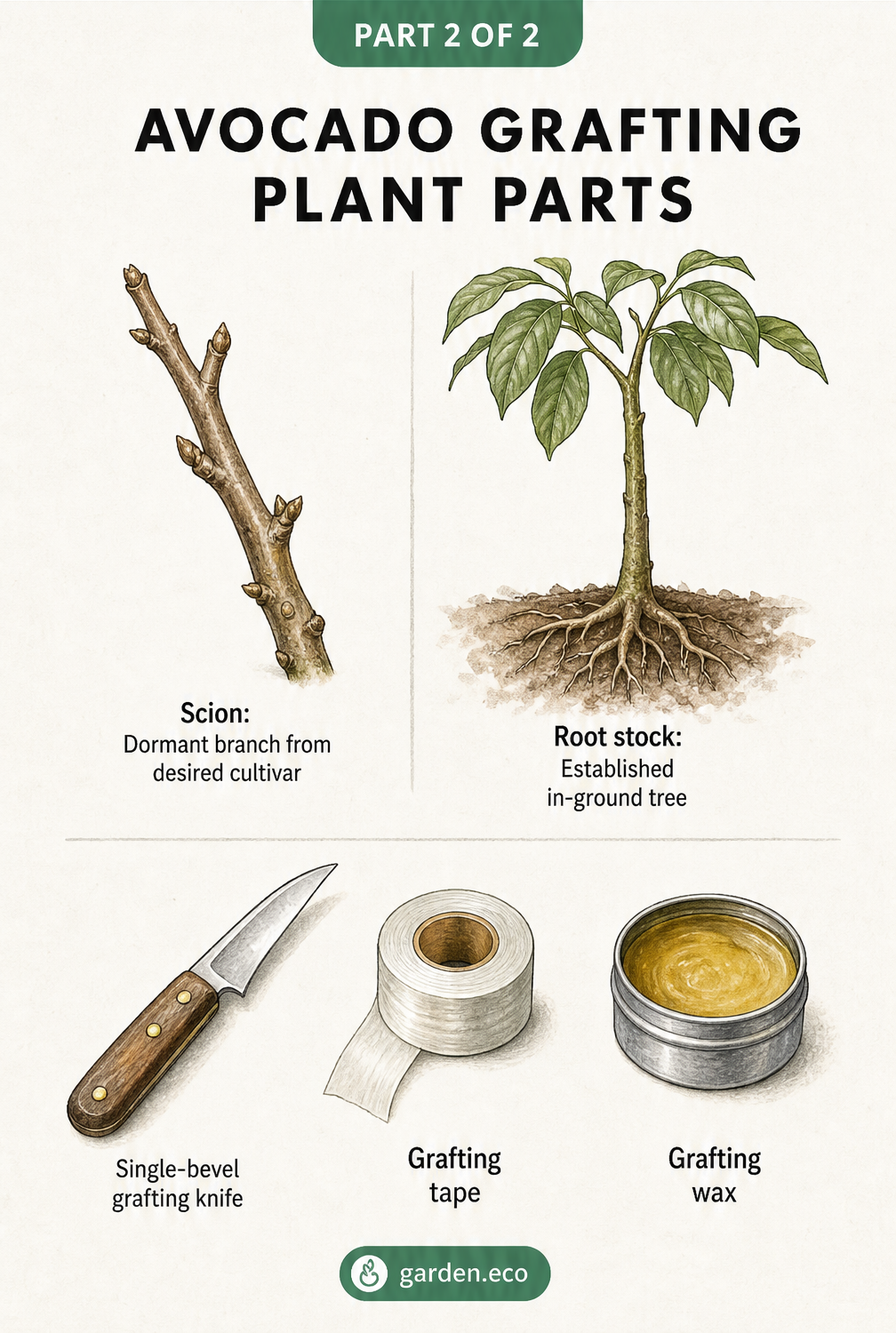 Botanical illustration of avocado grafting plant parts, showing a dormant scion branch, an established rootstock, a grafting knife, tape, and wax.