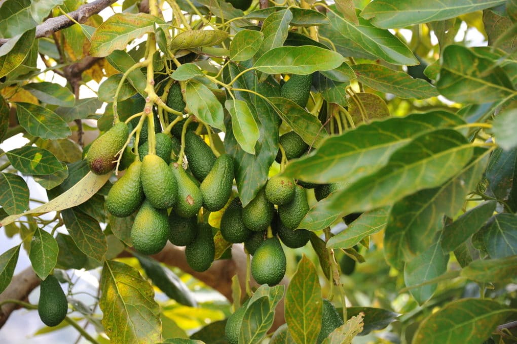 Full grown avocado tree all the facts and top tips