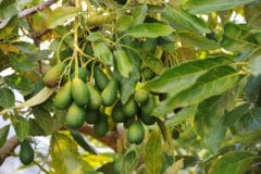 avocado-tree-climate